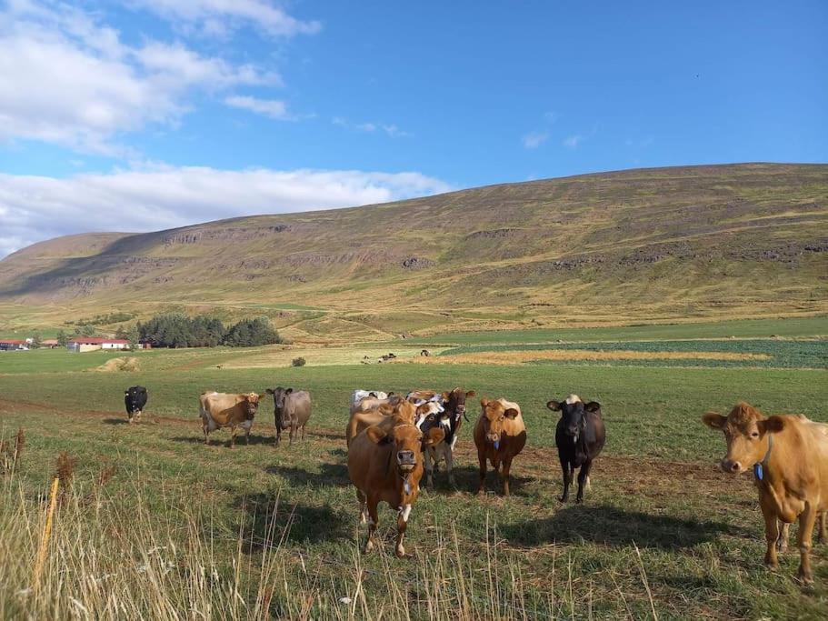 Þorsmoerk Farm 12 Min From Akureyri Apartment Svalbarthseyri Exterior foto